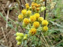 Sand-Strohblume im NSG Kalkrain bei Giflitz.JPG